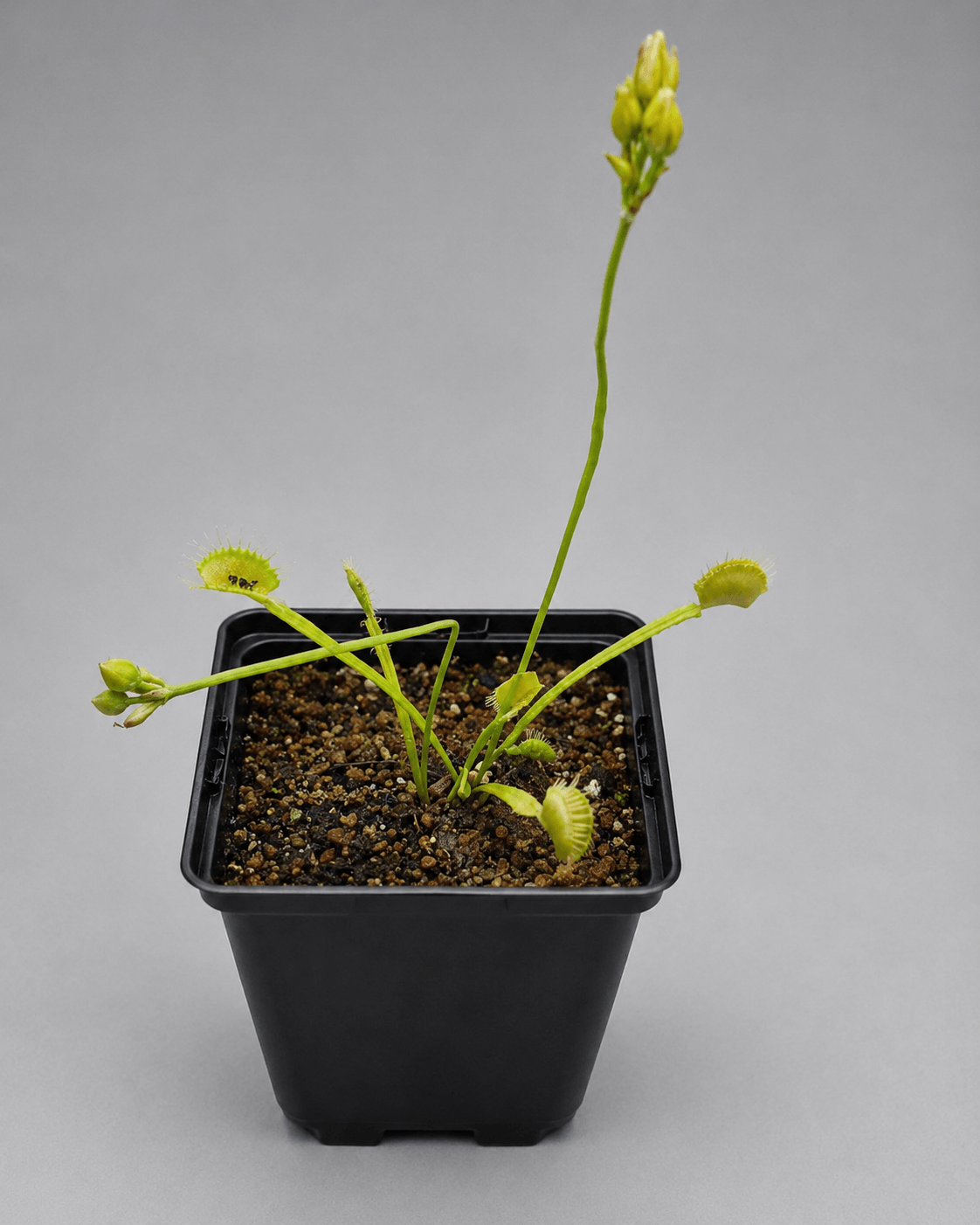 Venusfliegenfalle 'Schuppenstiel II'