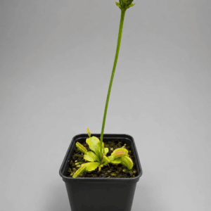 Venusfliegenfalle 'Toothless'