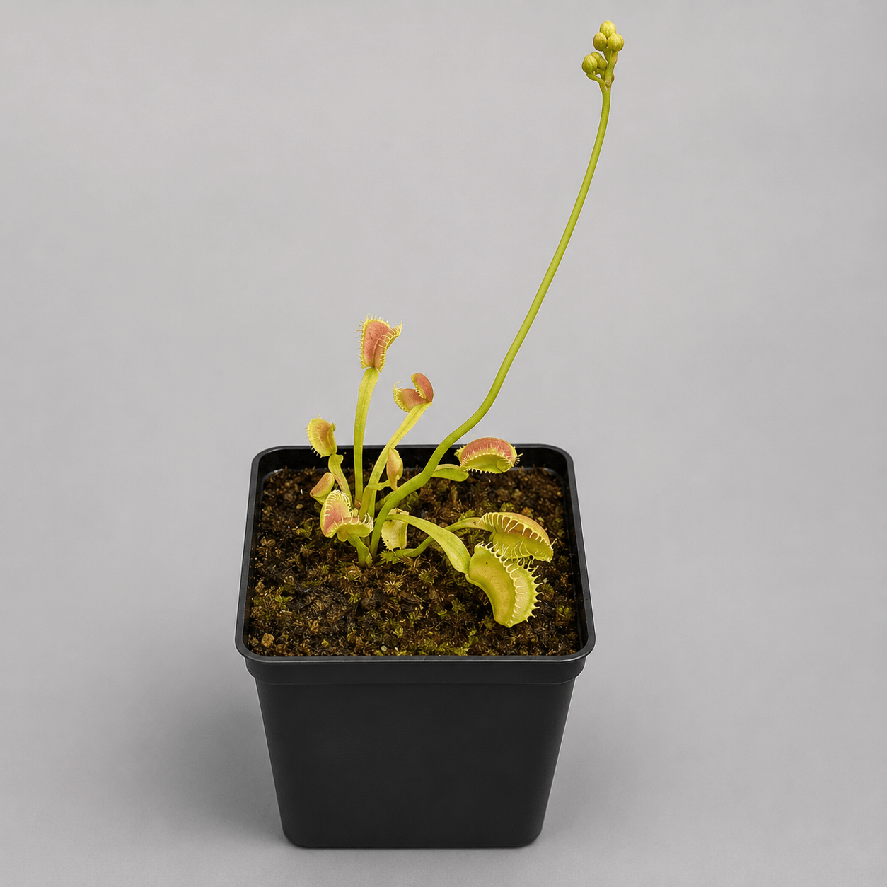 Venusfliegenfalle 'GJ Umgekrempelt'
