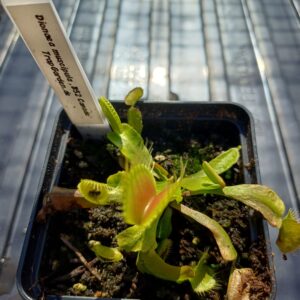 Venusfliegenfalle 'B52 Canada'