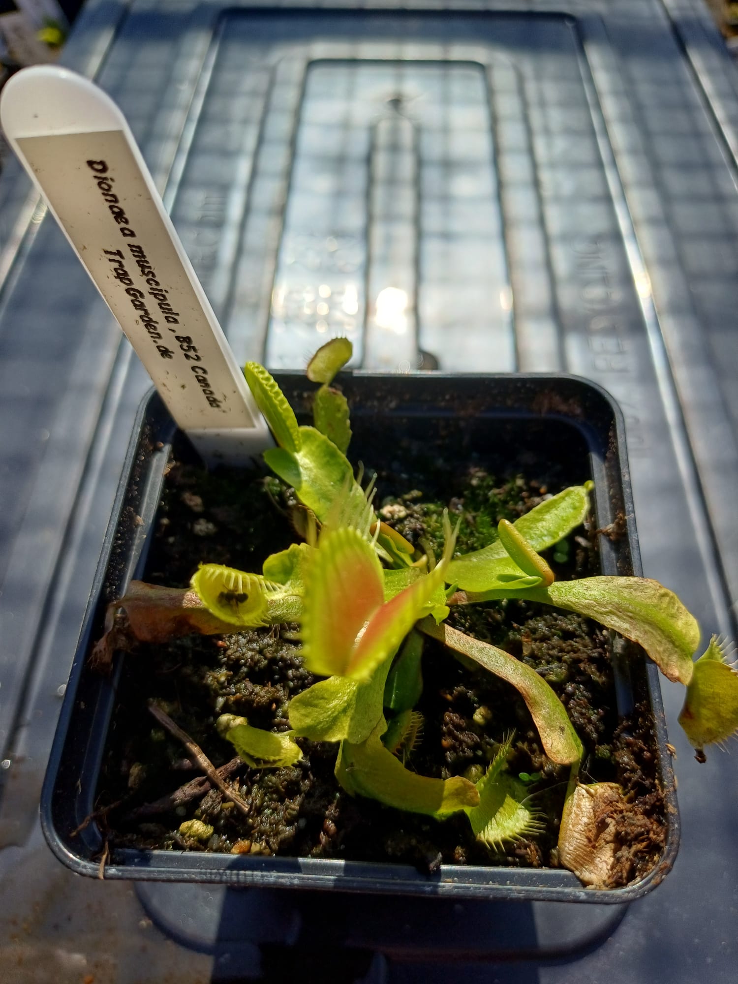 Venusfliegenfalle 'B52 Canada'