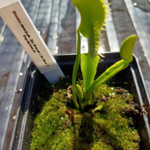 Venusfliegenfalle 'Big Dracula x Up Giant #5'