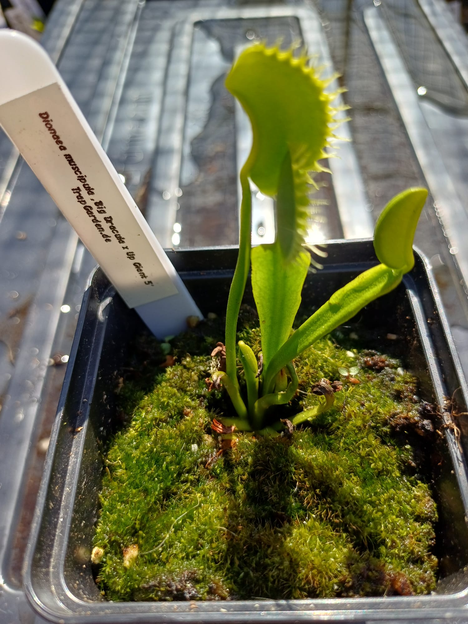 Venusfliegenfalle 'Big Dracula x Up Giant #5'