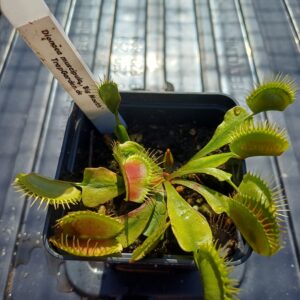 Venusfliegenfalle 'Big mouth'