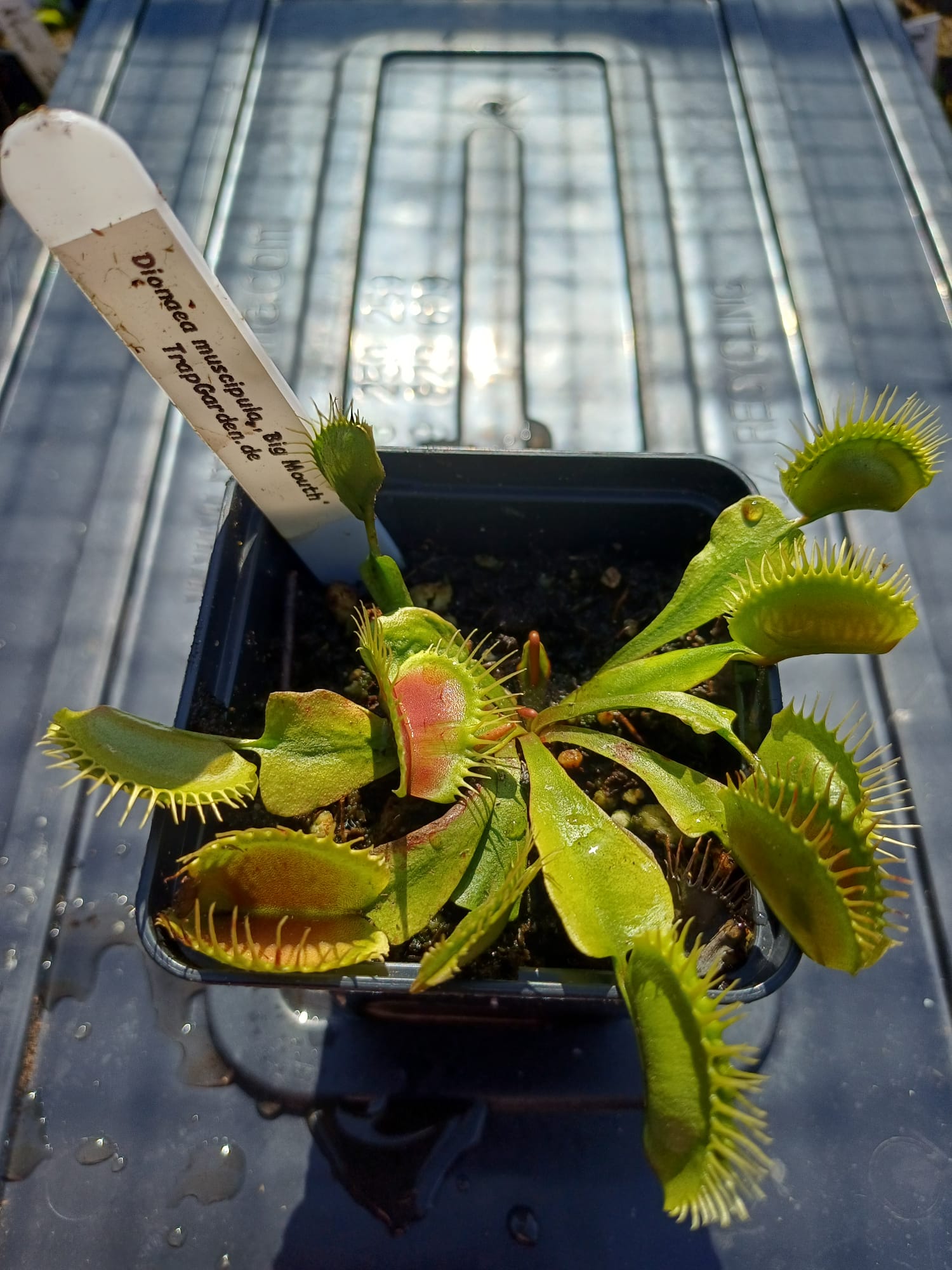 Venusfliegenfalle 'Big mouth'