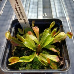 Venusfliegenfalle 'Bimbo'