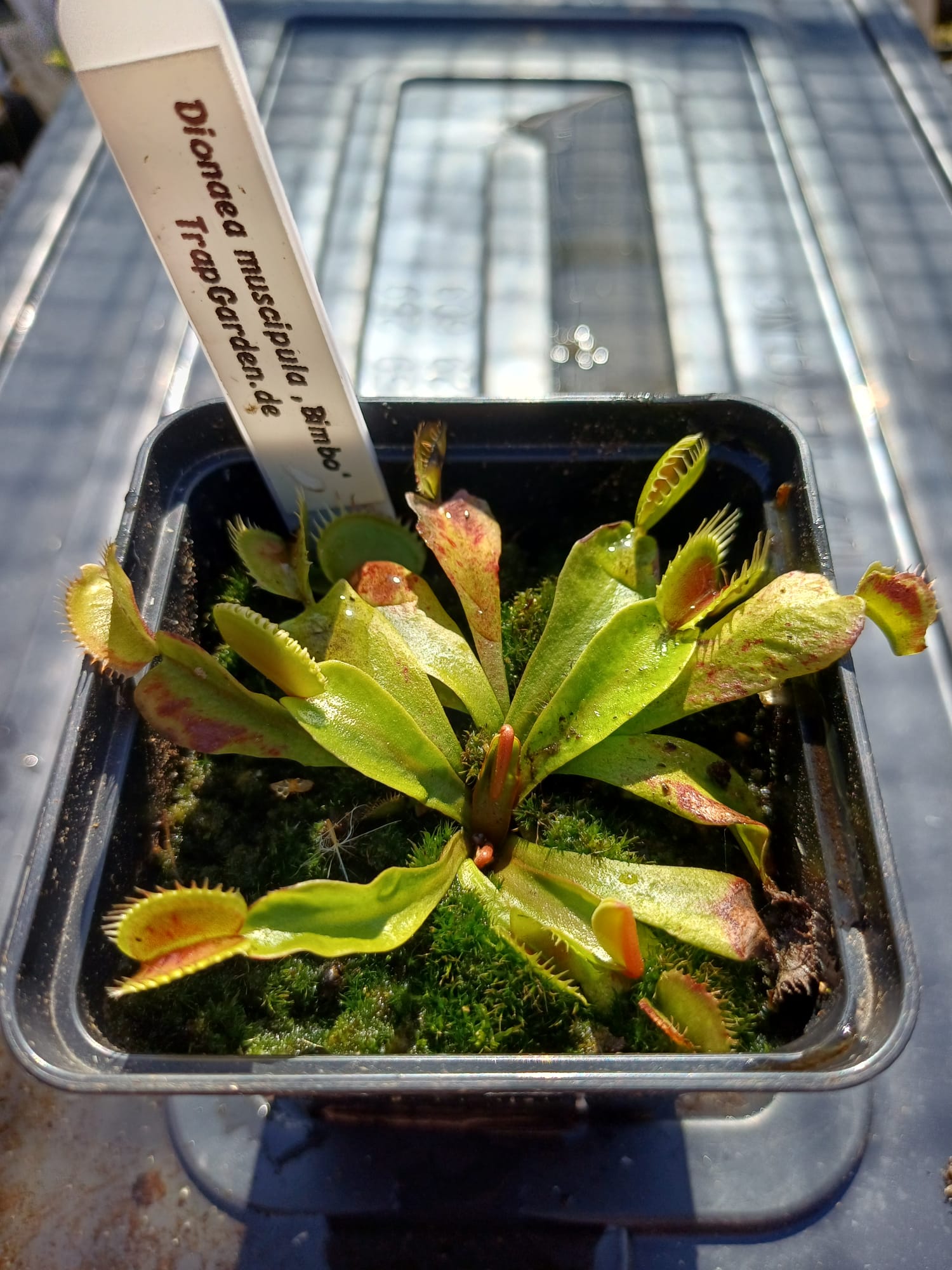 Venusfliegenfalle 'Bimbo'
