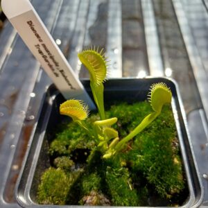Venusfliegenfalle 'Biohazard'