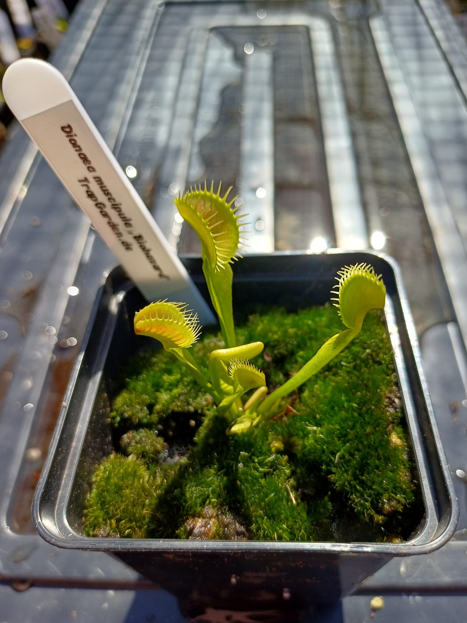 Venusfliegenfalle 'Biohazard'