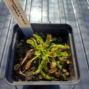 Venusfliegenfalle 'DC XL x Up Giant #2'