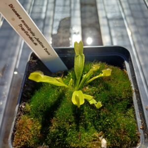 Venusfliegenfalle 'Justina Davis'