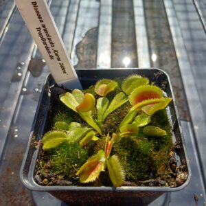 Venusfliegenfalle 'Kurze Zähne'