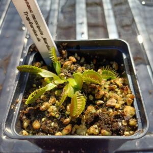 Venusfliegenfalle 'Marduk'