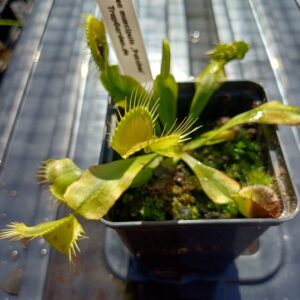 Venusfliegenfalle 'Patches'
