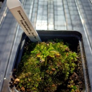 Venusfliegenfalle 'Red Fox'