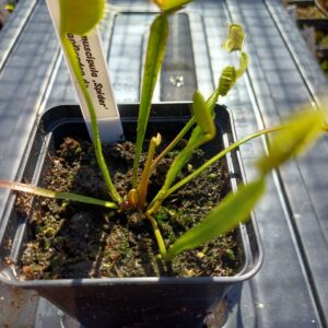Venusfliegenfalle 'Spider'