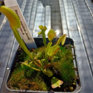Venusfliegenfalle 'Sunrise'