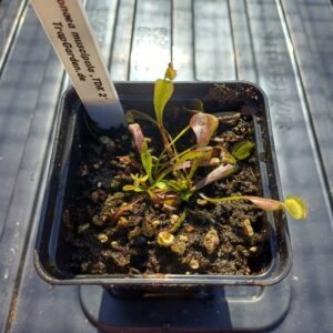 Venusfliegenfalle 'TDK2'