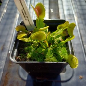 Venusfliegenfalle 'UK sawtooth II'
