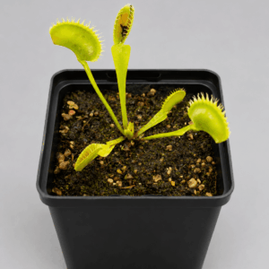 Venusfliegenfalle 'Great white shark'