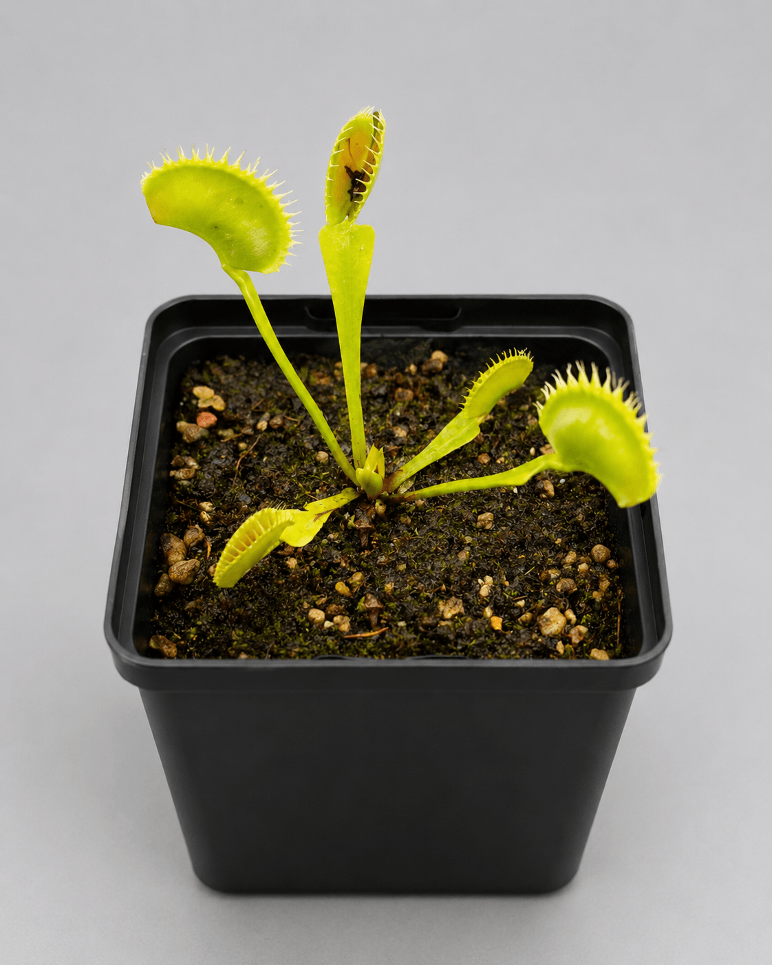Venusfliegenfalle 'Great white shark'