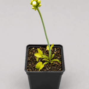 Venusfliegenfalle 'Loch Ness'