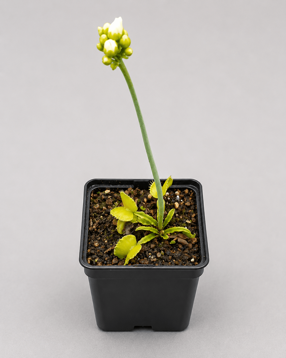 Venusfliegenfalle 'Loch Ness'
