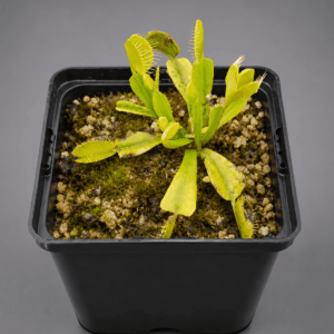 Venusfliegenfalle 'Mirror'