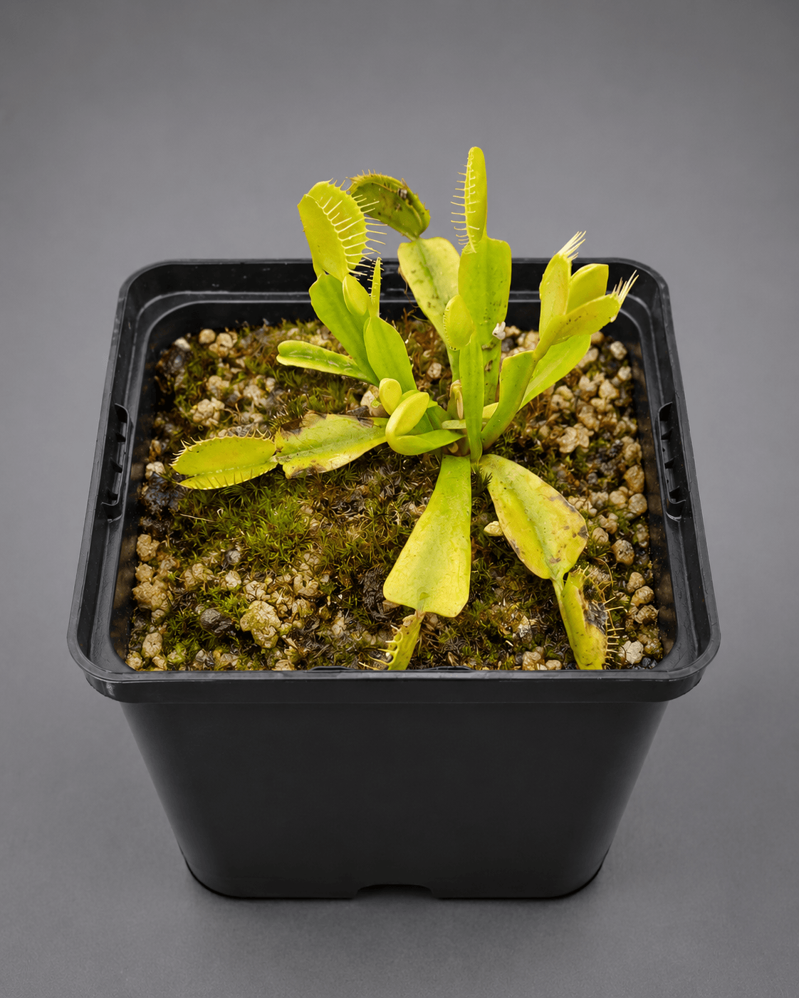 Venusfliegenfalle 'Mirror'