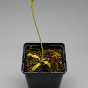 Venusfliegenfalle 'Moon Trap'
