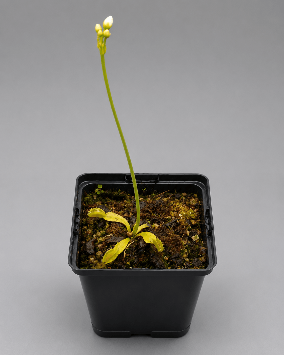 Venusfliegenfalle 'Moon Trap'