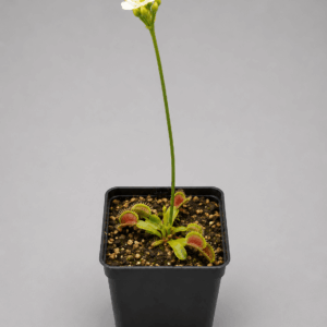 Venusfliegenfalle 'Oxford'