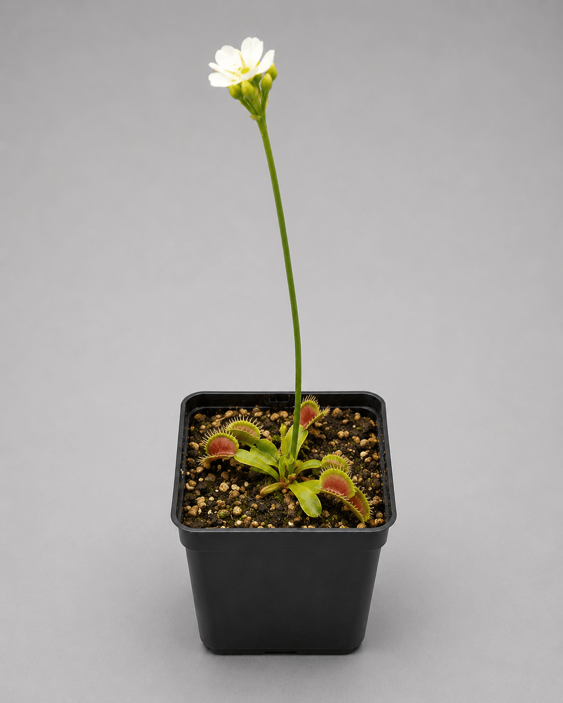 Venusfliegenfalle 'Oxford'
