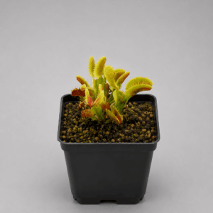 Venusfliegenfalle ‚007‘