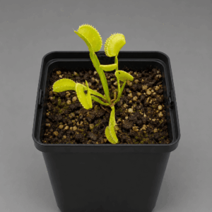 Venusfliegenfalle ‚021‘