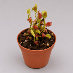 Venusfliegenfalle ‚Air Bus‘