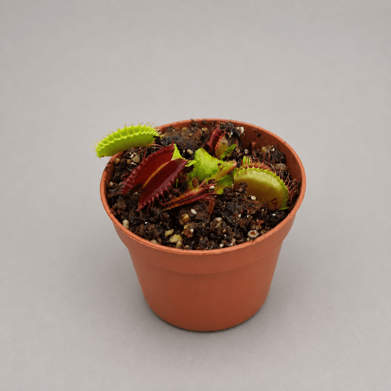 Venusfliegenfalle ‚Aspera x B52‘