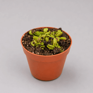 Venusfliegenfalle ‚Cracker‘