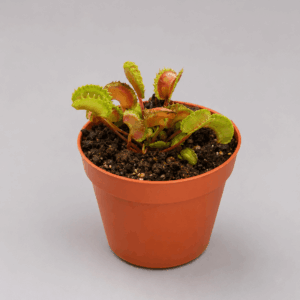 Venusfliegenfalle ‚Eruption‘
