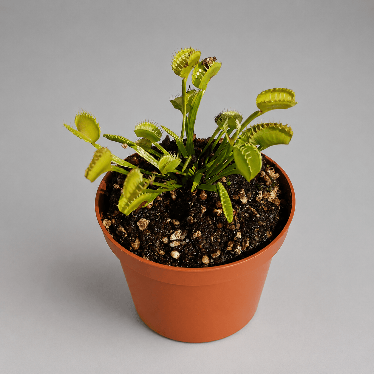Venusfliegenfalle ‚GJ Homunkulus‘