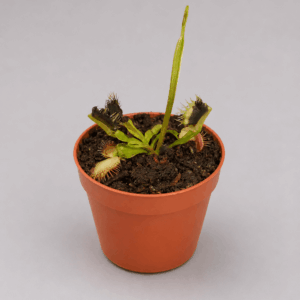 Venusfliegenfalle ‚Ghost‘