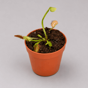 Venusfliegenfalle ‚Ghost x Adentate #1‘