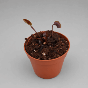 Venusfliegenfalle ‚Golden Eclipse‘
