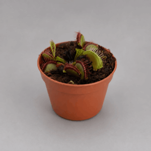 Venusfliegenfalle ‚Irish Man‘
