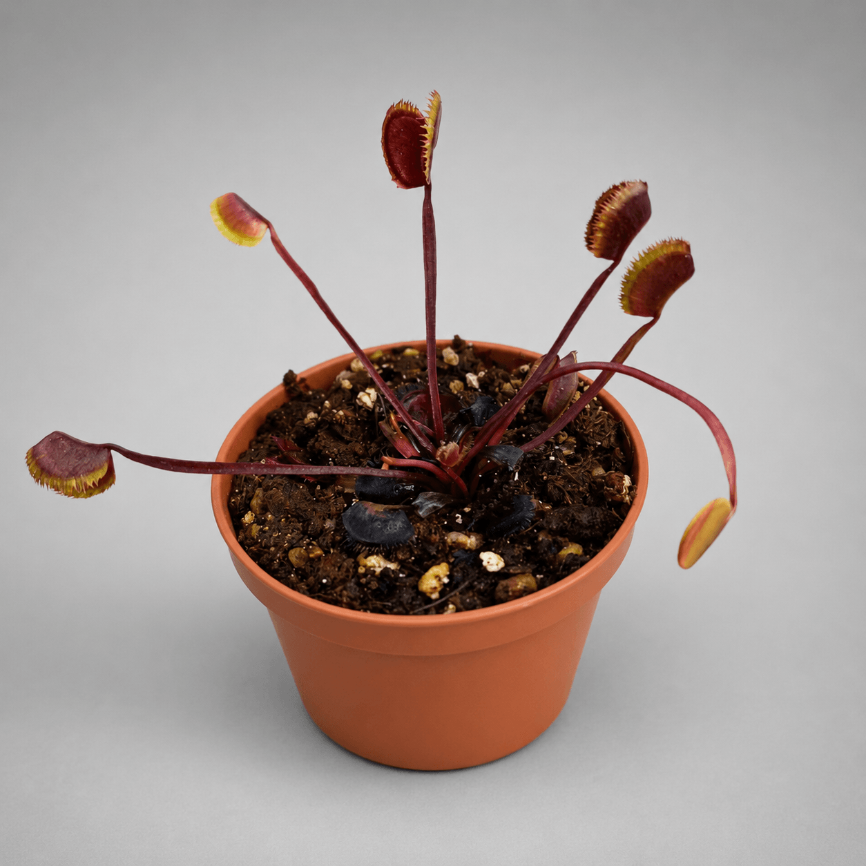 Venusfliegenfalle ‚Magenta‘