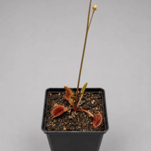 Venusfliegenfalle ‚Pettid Dragon‘