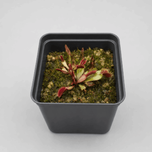 Venusfliegenfalle ‚Red Fused Petiole‘