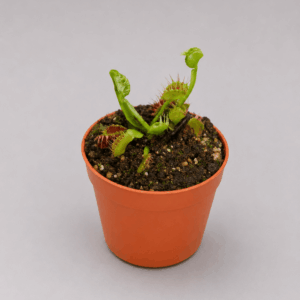 Venusfliegenfalle ‚Stiletto‘