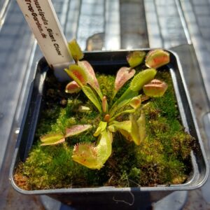 Venusfliegenfalle 'Giant Clone'