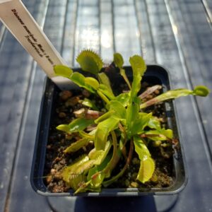 Venusfliegenfalle ‚Whale x Bristle Tooth‘